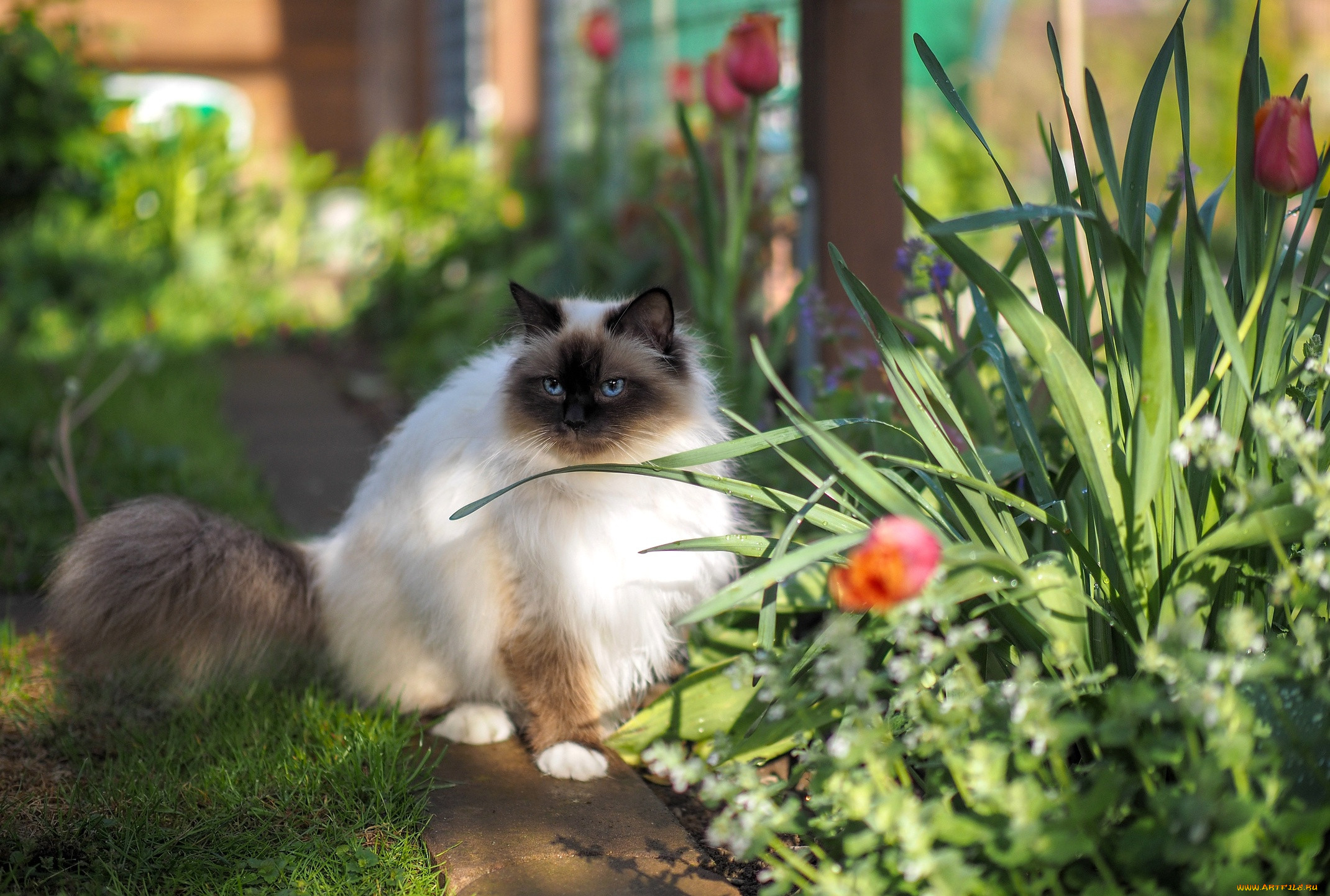 ��������, ����, ���, �����